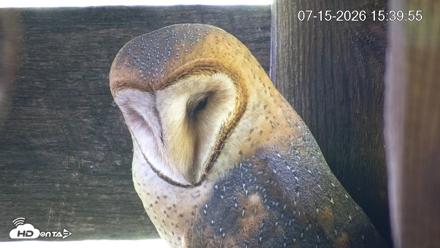 North Carolina Barn Owls Live Cam - Jul 15, 2026, 3:40pm EDT
