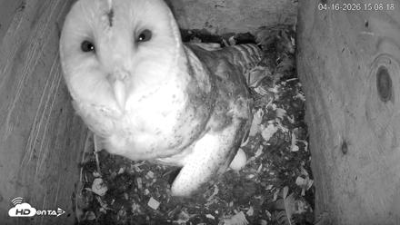 North Carolina Barn Owls Live Cam - Apr 16, 2026, 3:08pm EDT