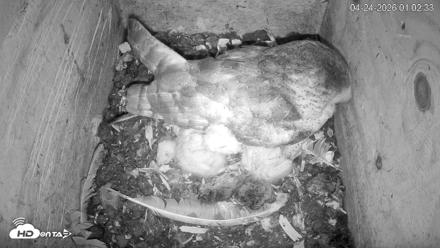 North Carolina Barn Owls Live Cam - Apr 24, 2026, 1:03am EDT