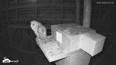 North Carolina Barn Owls Live Cam - Jun 23, 2026, 12:23am EDT
