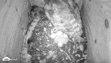 North Carolina Barn Owls Live Cam - Apr 14, 2026, 3:28pm EDT