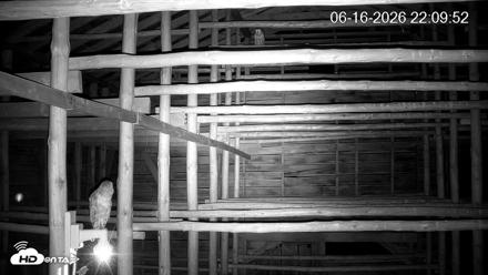 North Carolina Barn Owls Live Cam - Jun 16, 2026, 10:10pm EDT