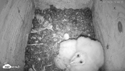 North Carolina Barn Owls Live Cam - May 2, 2026, 9:20pm EDT