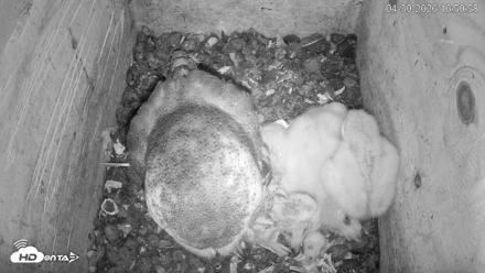 North Carolina Barn Owls Live Cam - Apr 30, 2026, 4:52pm EDT