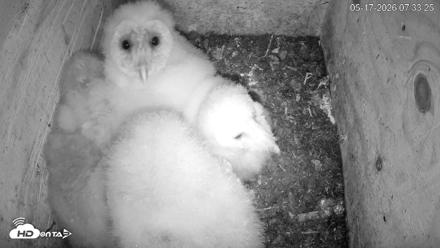 North Carolina Barn Owls Live Cam - May 17, 2026, 7:34am EDT