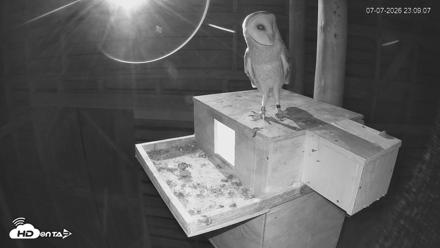 North Carolina Barn Owls Live Cam - Jul 7, 2026, 11:09pm EDT