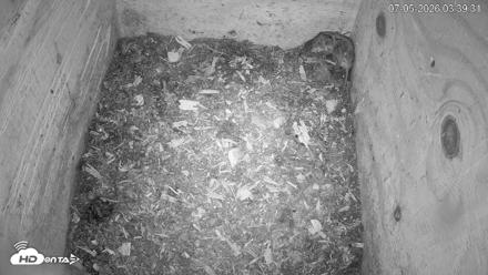 North Carolina Barn Owls Live Cam - Jul 5, 2026, 3:41am EDT