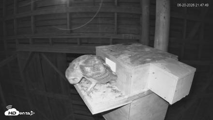 North Carolina Barn Owls Live Cam - Jun 20, 2026, 9:48pm EDT