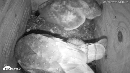 North Carolina Barn Owls Live Cam - Jun 27, 2026, 4:11am EDT