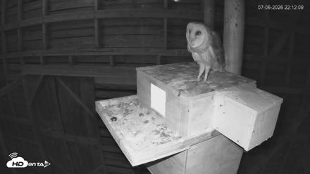 North Carolina Barn Owls Live Cam - Jul 6, 2026, 10:12pm EDT