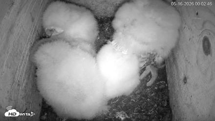 North Carolina Barn Owls Live Cam - May 16, 2026, 12:05am EDT