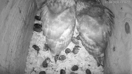 North Carolina Barn Owls Live Cam - Feb 8, 2026, 11:57am EST