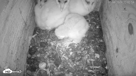 North Carolina Barn Owls Live Cam - May 8, 2026, 10:03pm EDT
