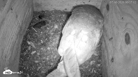 North Carolina Barn Owls Live Cam - Jul 10, 2026, 12:37am EDT