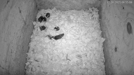 North Carolina Barn Owls Live Cam - Dec 26, 2025, 8:55am EST