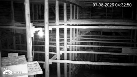 North Carolina Barn Owls Live Cam - Jul 8, 2026, 4:33am EDT