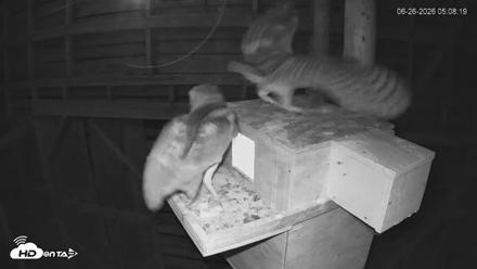 North Carolina Barn Owls Live Cam - Jun 26, 2026, 5:09am EDT