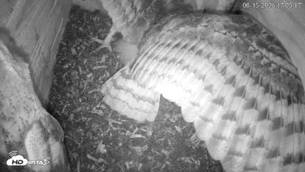 North Carolina Barn Owls Live Cam - Jun 15, 2026, 5:06pm EDT