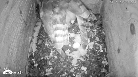 North Carolina Barn Owls Live Cam - Apr 16, 2026, 2:28pm EDT