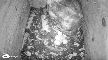 North Carolina Barn Owls Live Cam - Apr 13, 2026, 11:42am EDT