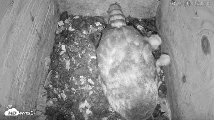 North Carolina Barn Owls Live Cam - Apr 23, 2026, 1:15pm EDT