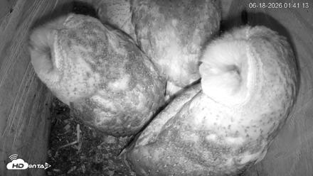 North Carolina Barn Owls Live Cam - Jun 18, 2026, 1:41am EDT