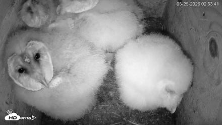 North Carolina Barn Owls Live Cam - May 25, 2026, 2:54am EDT