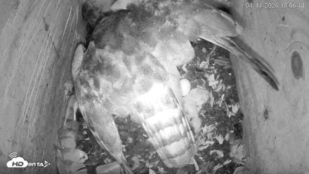 North Carolina Barn Owls Live Cam - Apr 14, 2026, 6:06pm EDT