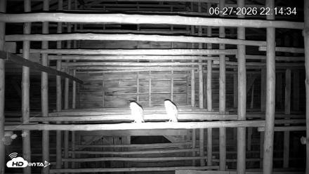 North Carolina Barn Owls Live Cam - Jun 27, 2026, 10:15pm EDT