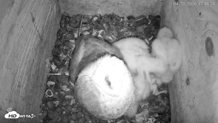 North Carolina Barn Owls Live Cam - Apr 30, 2026, 5:19pm EDT