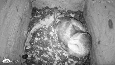 North Carolina Barn Owls Live Cam - Apr 11, 2026, 6:22am EDT