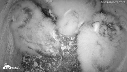 North Carolina Barn Owls Live Cam - May 29, 2026, 10:08pm EDT