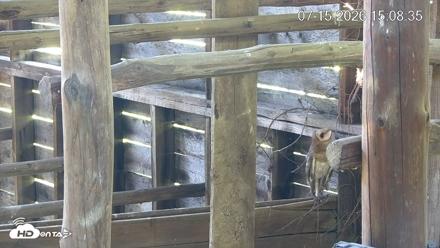 North Carolina Barn Owls Live Cam - Jul 15, 2026, 3:09pm EDT