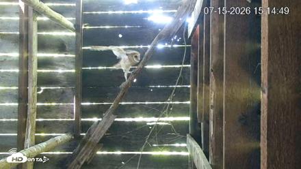 North Carolina Barn Owls Live Cam - Jul 15, 2026, 3:15pm EDT