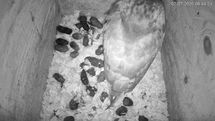 North Carolina Barn Owls Live Cam - Feb 7, 2026, 8:45am EST