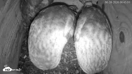 North Carolina Barn Owls Live Cam - Jun 28, 2026, 6:45am EDT