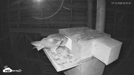 North Carolina Barn Owls Live Cam - Jul 10, 2026, 4:04am EDT