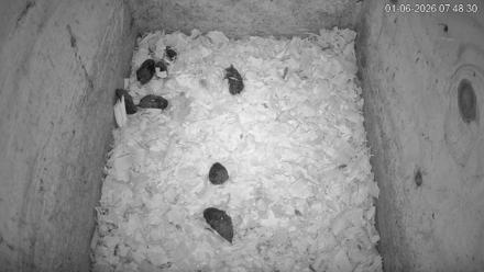 North Carolina Barn Owls Live Cam - Jan 6, 2026, 7:49am EST