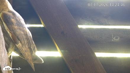 North Carolina Barn Owls Live Cam - Jul 17, 2026, 2:25pm EDT