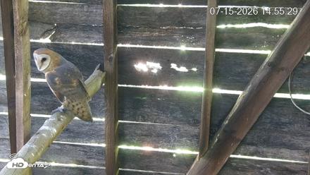 North Carolina Barn Owls Live Cam - Jul 15, 2026, 2:56pm EDT