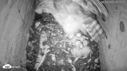 North Carolina Barn Owls Live Cam - Apr 19, 2026, 8:36pm EDT