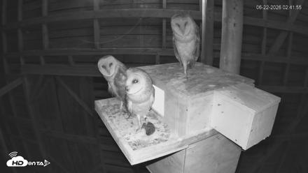 North Carolina Barn Owls Live Cam - Jun 22, 2026, 2:42am EDT
