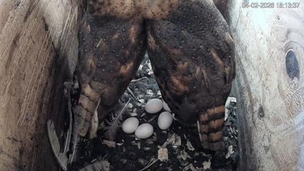 North Carolina Barn Owls Live Cam - Apr 2, 2026, 6:14pm EDT