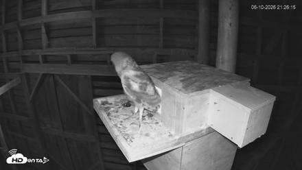North Carolina Barn Owls Live Cam - Jun 10, 2026, 9:27pm EDT