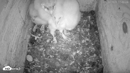 North Carolina Barn Owls Live Cam - May 11, 2026, 10:03pm EDT