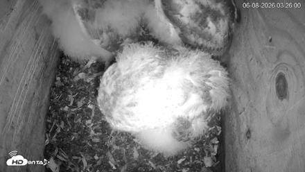 North Carolina Barn Owls Live Cam - Jun 8, 2026, 3:27am EDT
