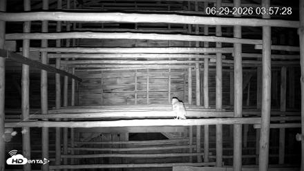 North Carolina Barn Owls Live Cam - Jun 29, 2026, 3:59am EDT