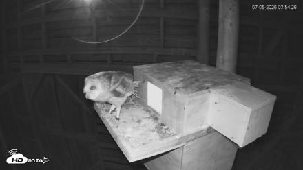 North Carolina Barn Owls Live Cam - Jul 5, 2026, 3:55am EDT