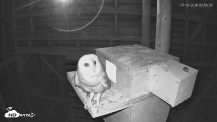 North Carolina Barn Owls Live Cam - Jul 16, 2026, 3:00am EDT