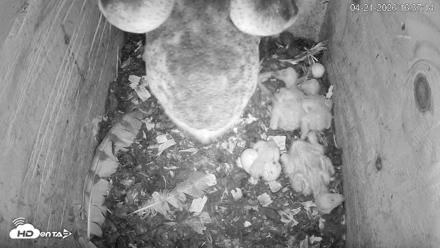 North Carolina Barn Owls Live Cam - Apr 21, 2026, 4:38pm EDT